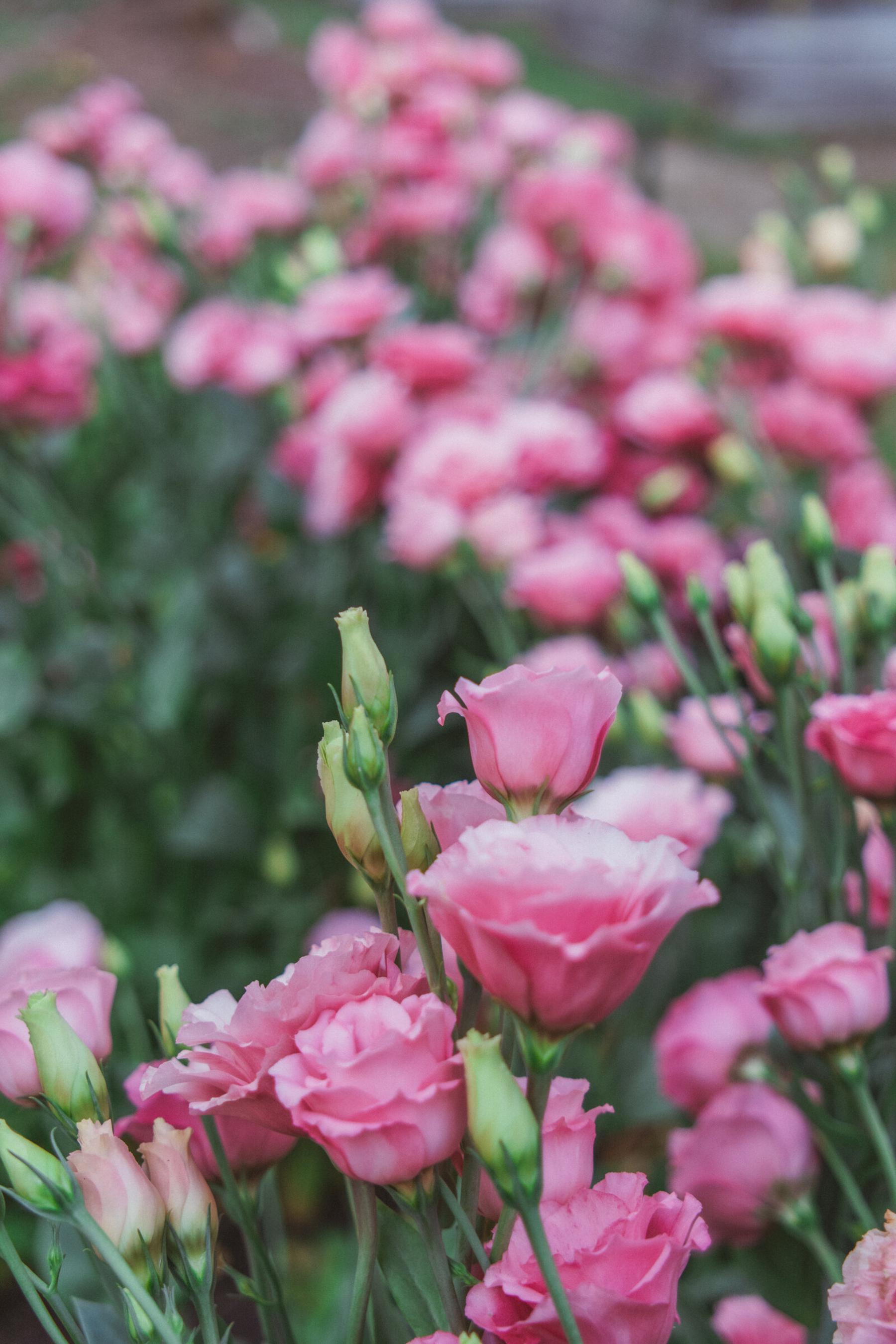 Rows of pink lisianthus in full bloom along the farm beds