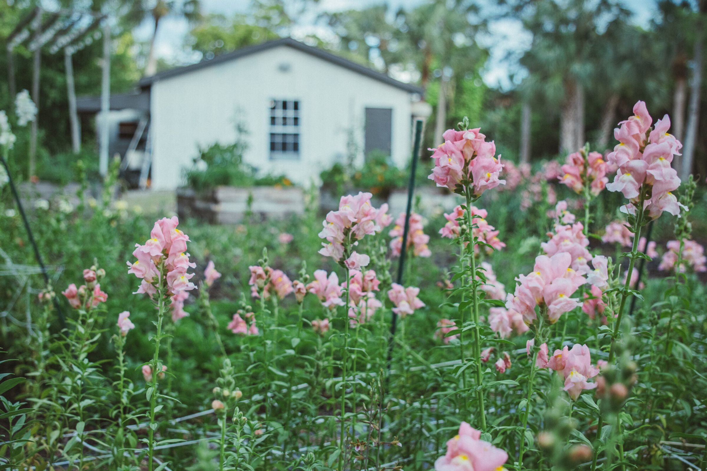 Pink snapdragons in bloom with the Naples farm shed in the background