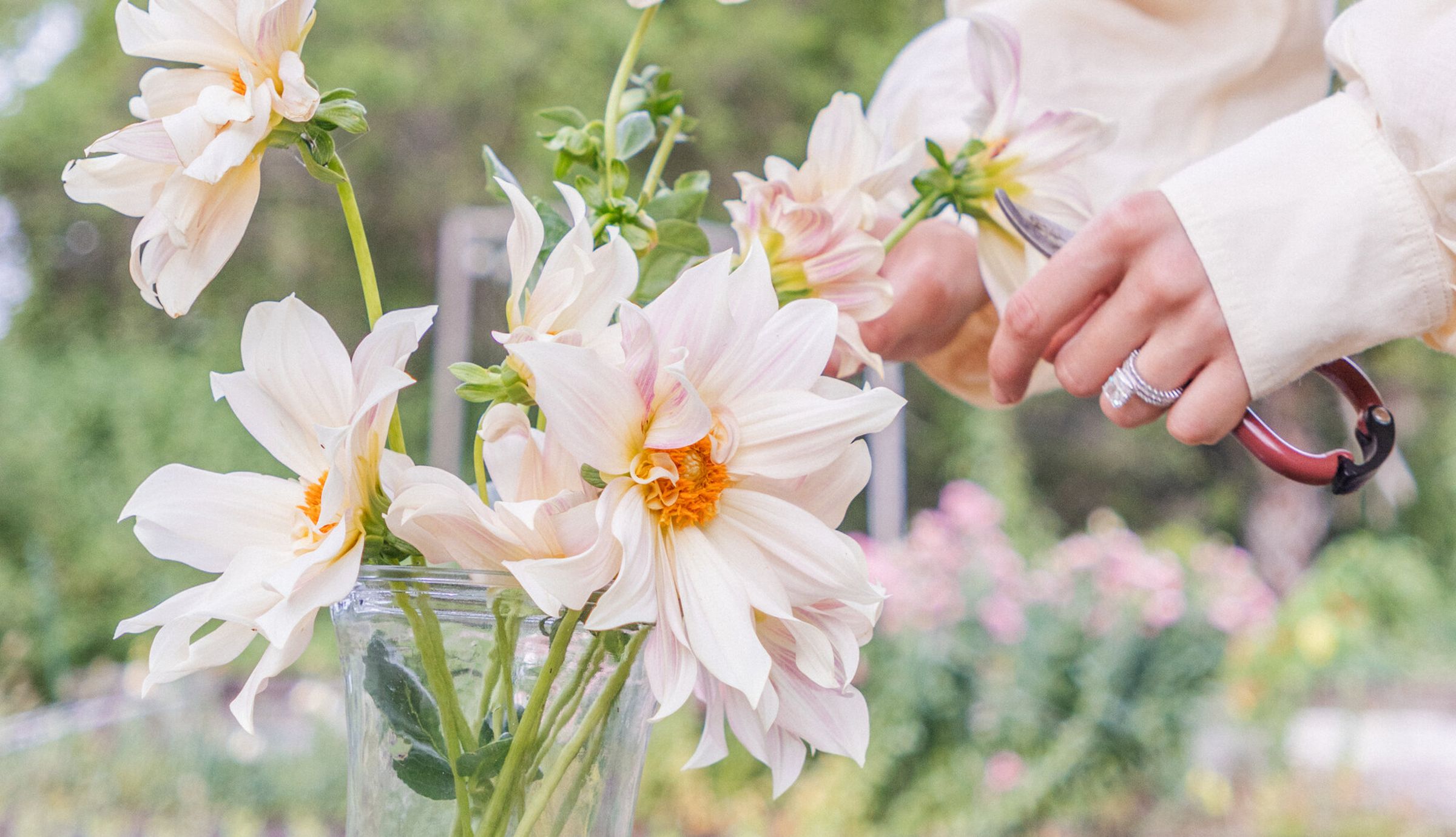 Cream and blush dahlias being trimmed into a clear vase, garden beds soft in the background