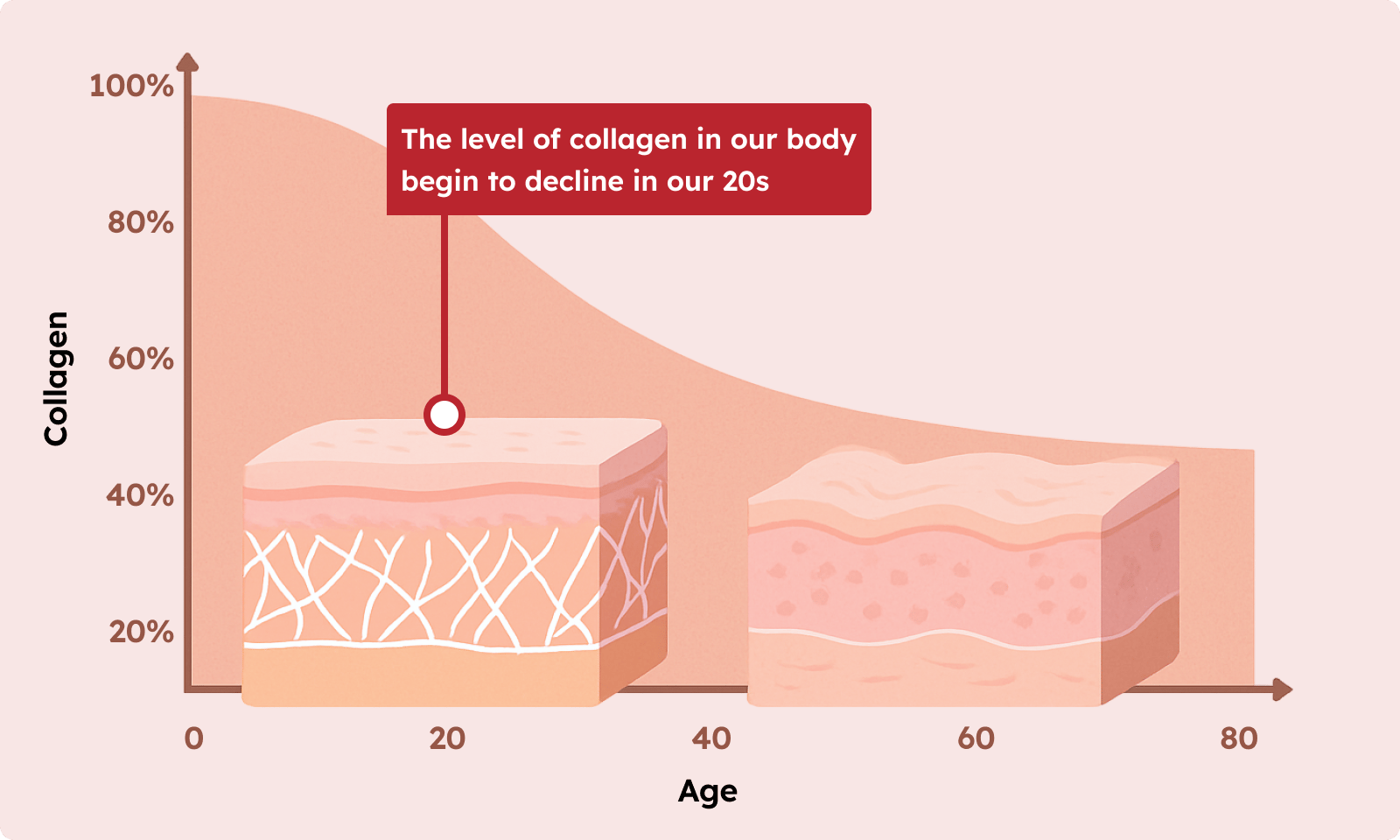 collagen levels