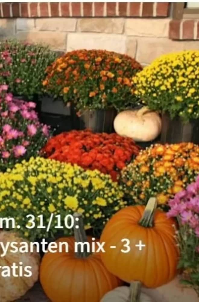 Voorpagina van de folder van Eurotuin, geldig 30–31 oktober 2026