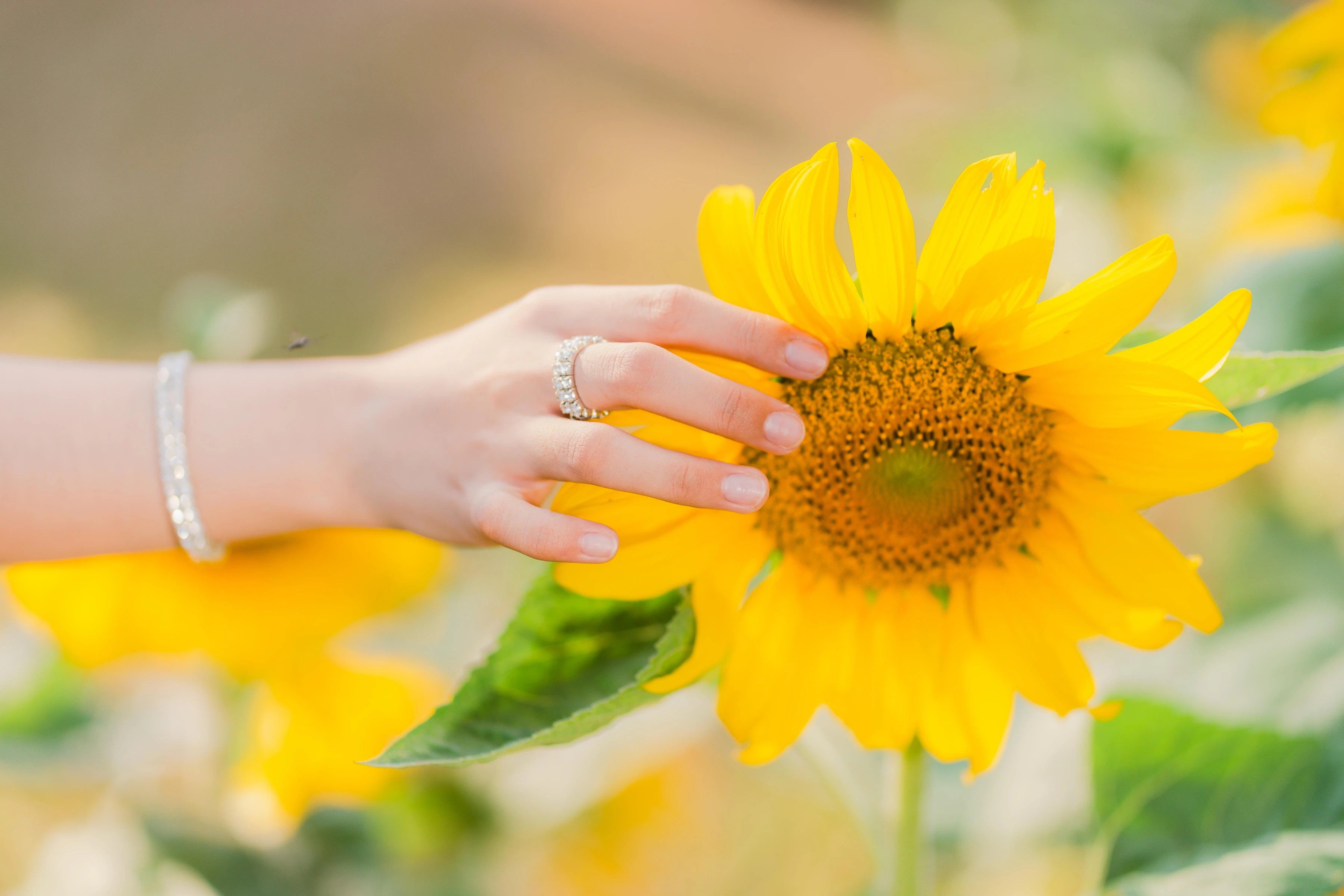 A hand resting gently on the petals of a sunflower