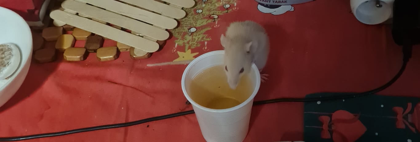 Opatrovanie domácich miláčikov  3