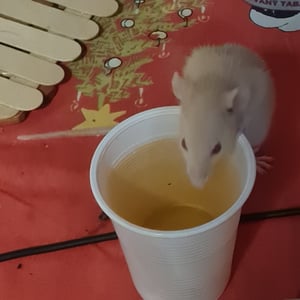 Opatrovanie domácich miláčikov  3