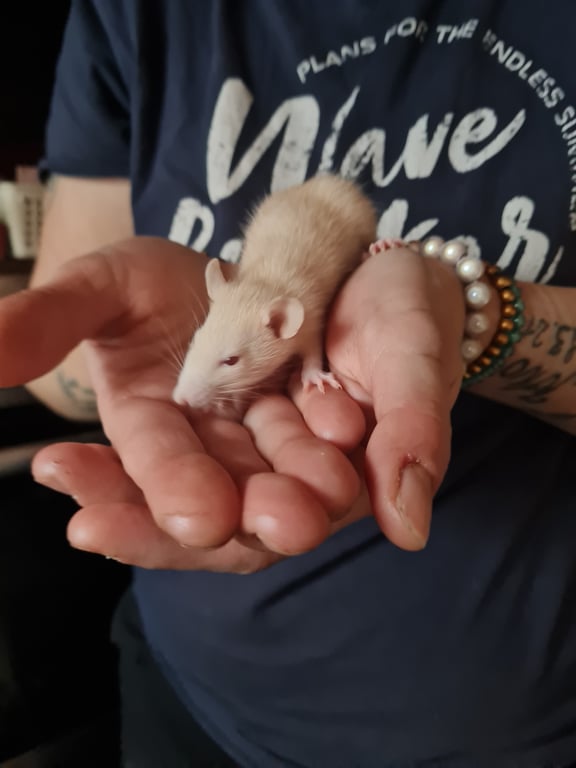 Opatrovanie domácich miláčikov  4