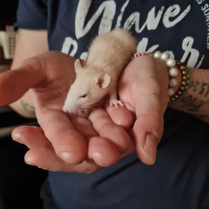 Opatrovanie domácich miláčikov  4