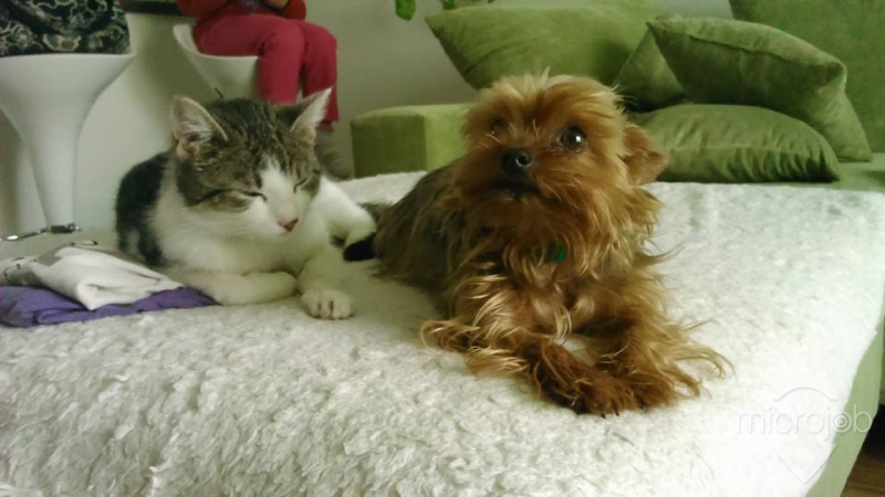 Opatrovanie domácich miláčikov  2