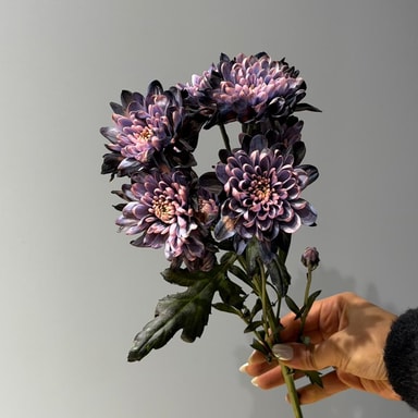 Krizantem Altaj (Çok Çiçekli)