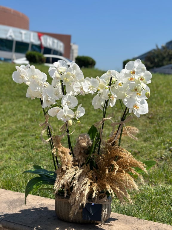 4 Dallı Beyaz Orkide Aranjmanı