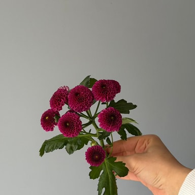 Krizantem Santini Purpetta (Çok Çiçekli)
