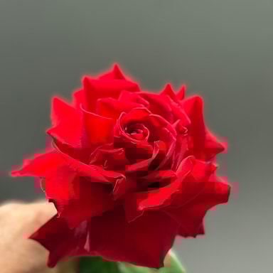 Freedom French Style