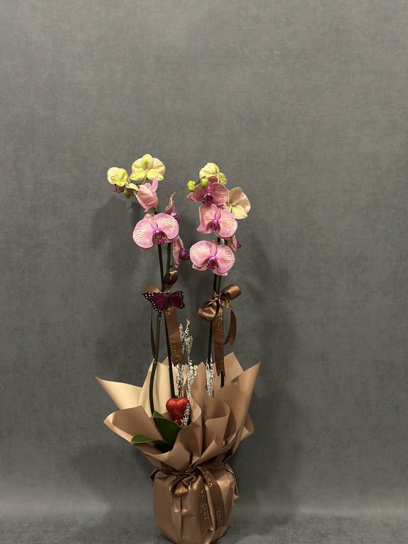 İthal Benekli Pembe Çift Dallı Orkide
