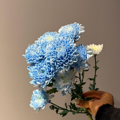 Krizantem Altaj (Çok Çiçekli)