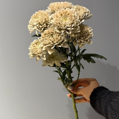 Krizantem Altaj (Çok Çiçekli)	