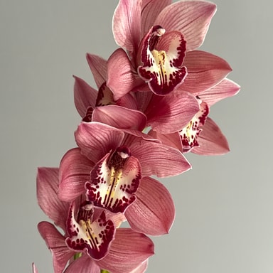 Cybidium