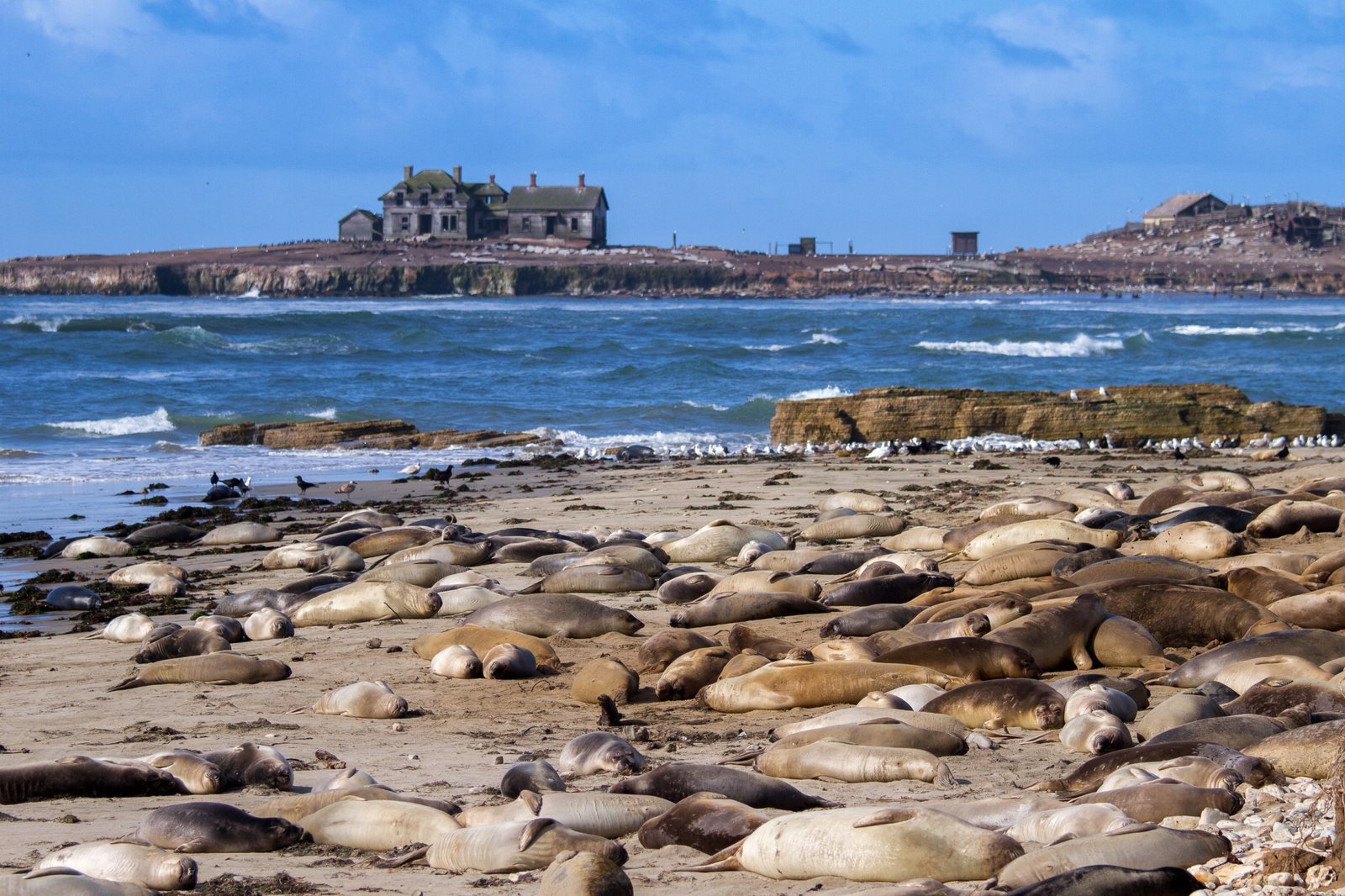 Elephant seals at Año Nuevo State Park