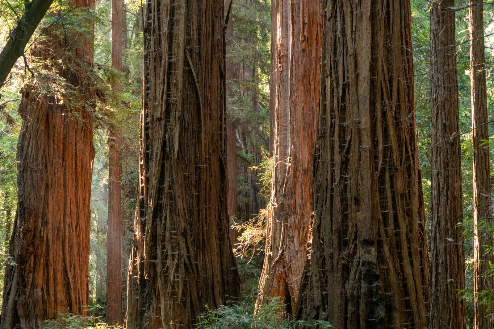 Big Basin Redwoods regrowth