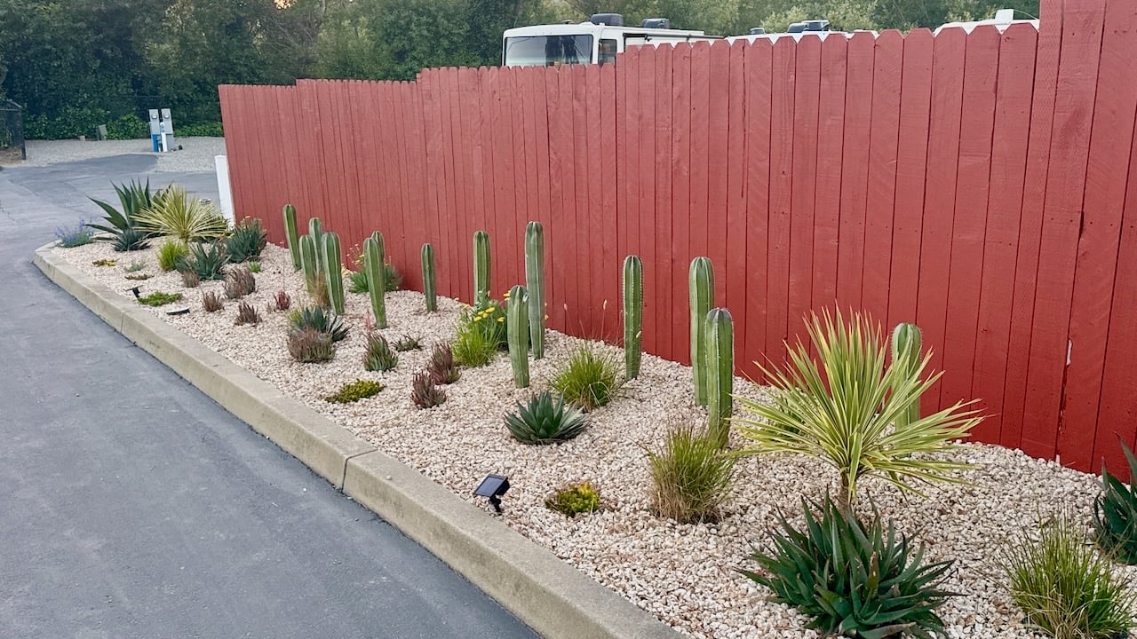 Mexican fencepost cactus and succulents against the red garden fence at Beach RV Pleasure Point