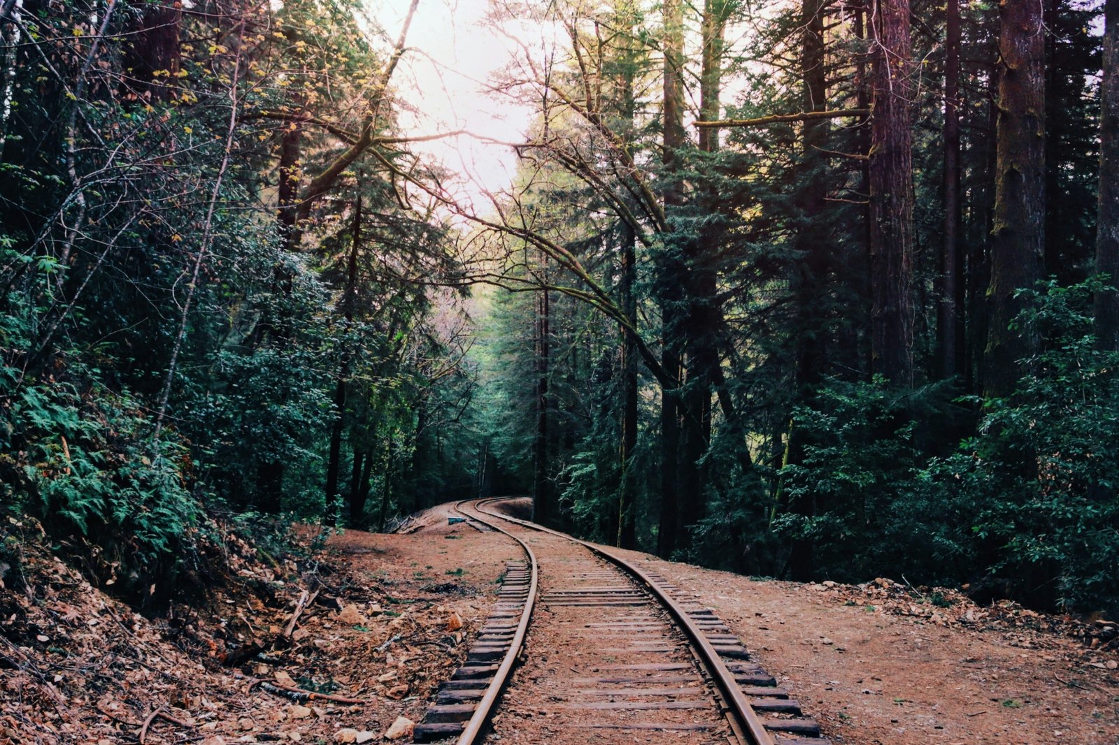 Henry Cowell old-growth redwood grove