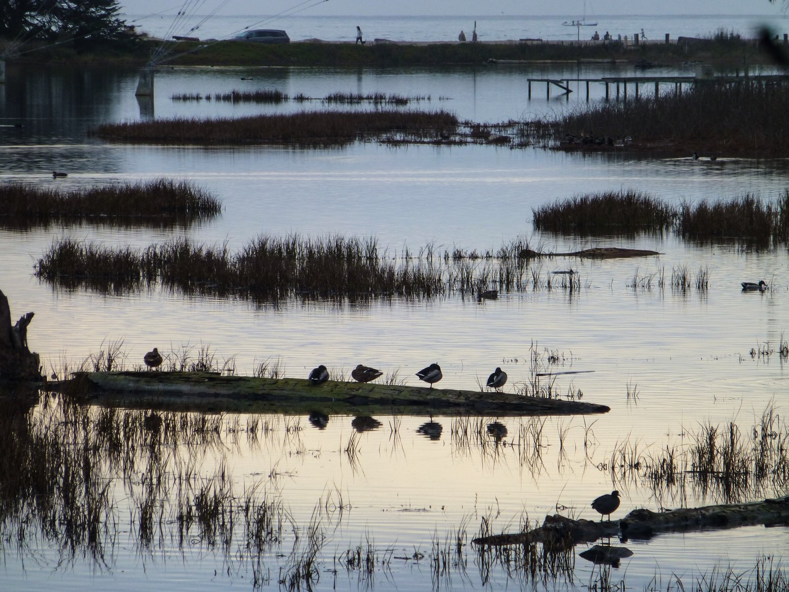 Corcoran Lagoon
