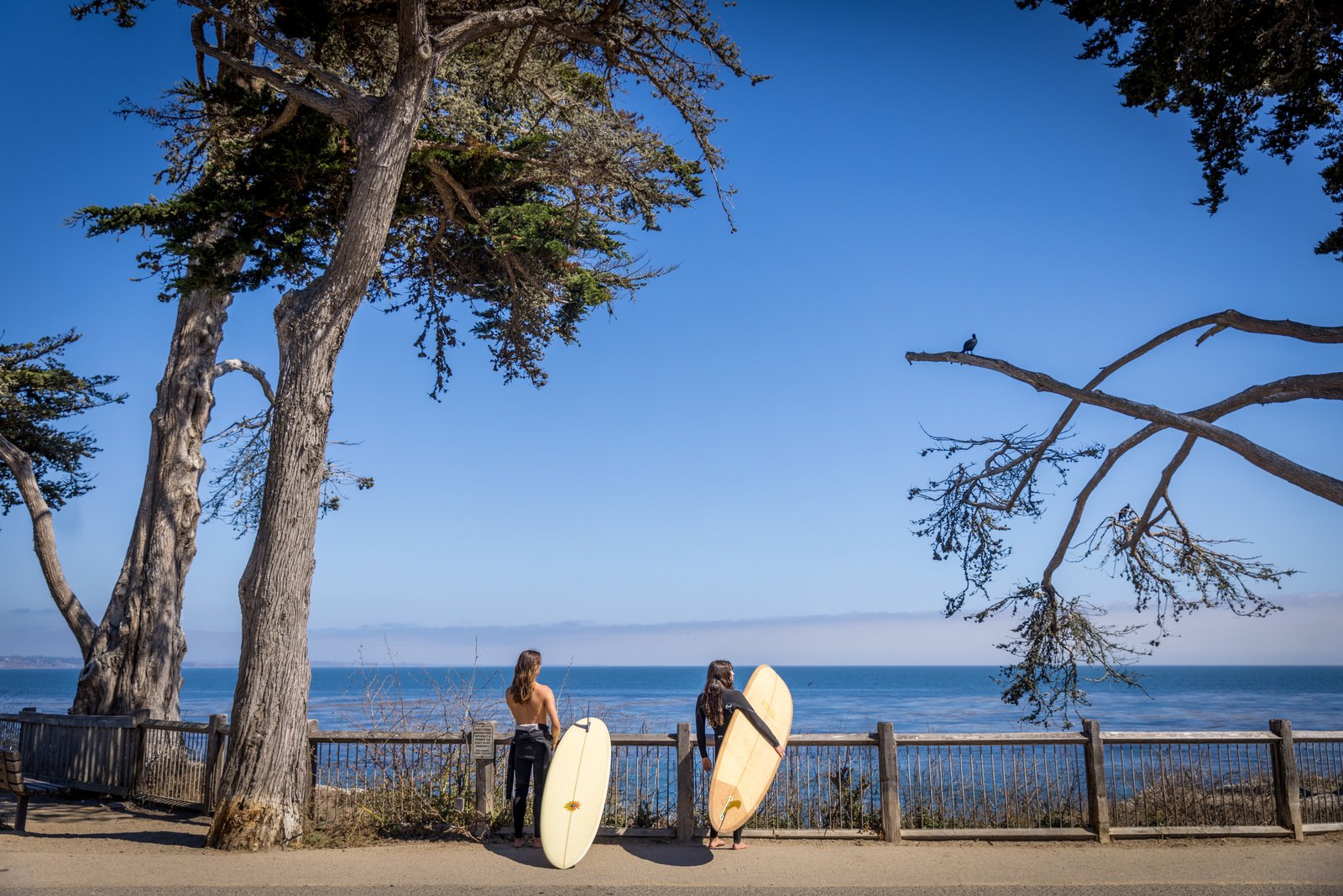 Two surfers standing with longboards at the ocean railing beneath cypress trees