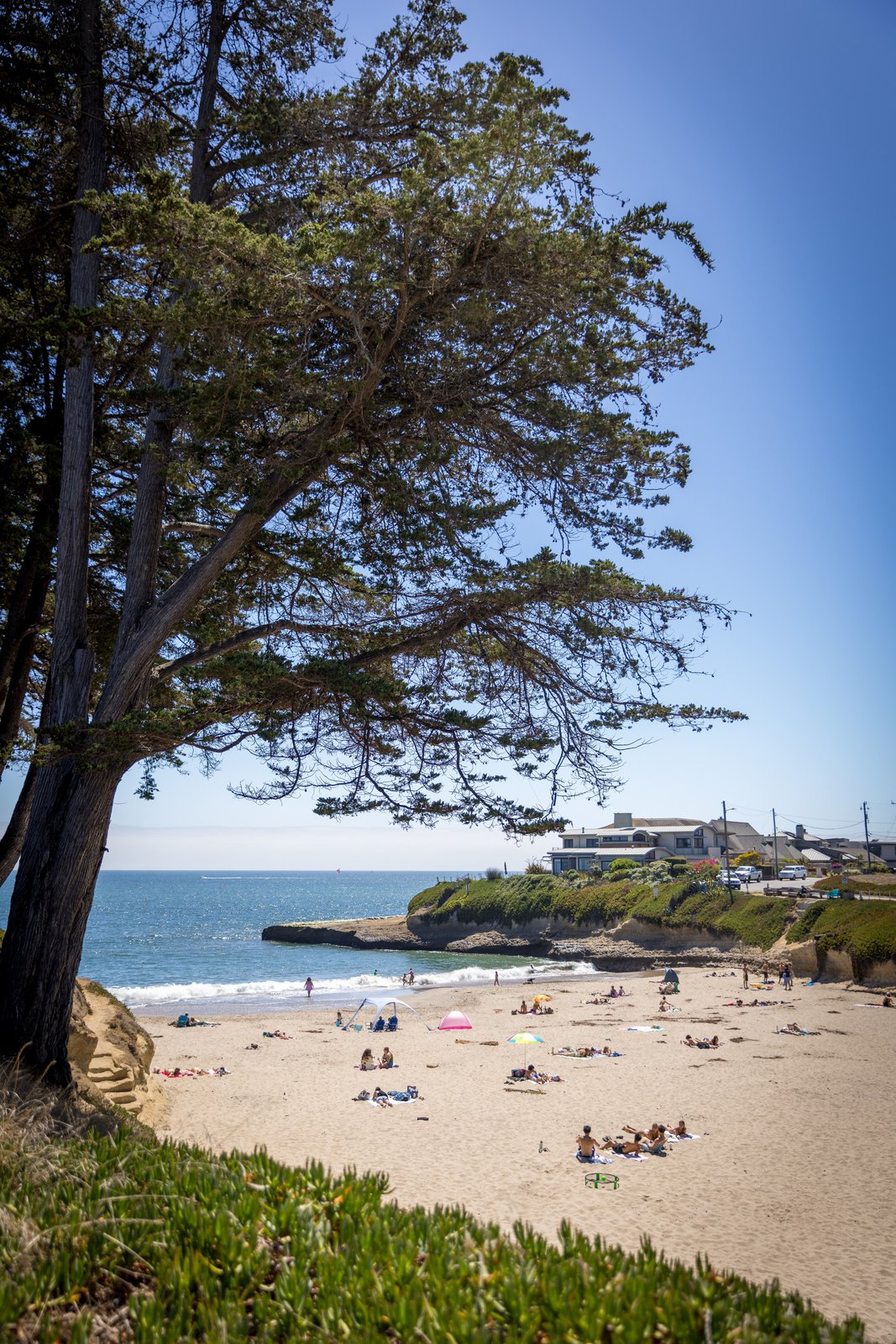 A sandy cove with beachgoers and ocean water, framed by a large cypress tree.