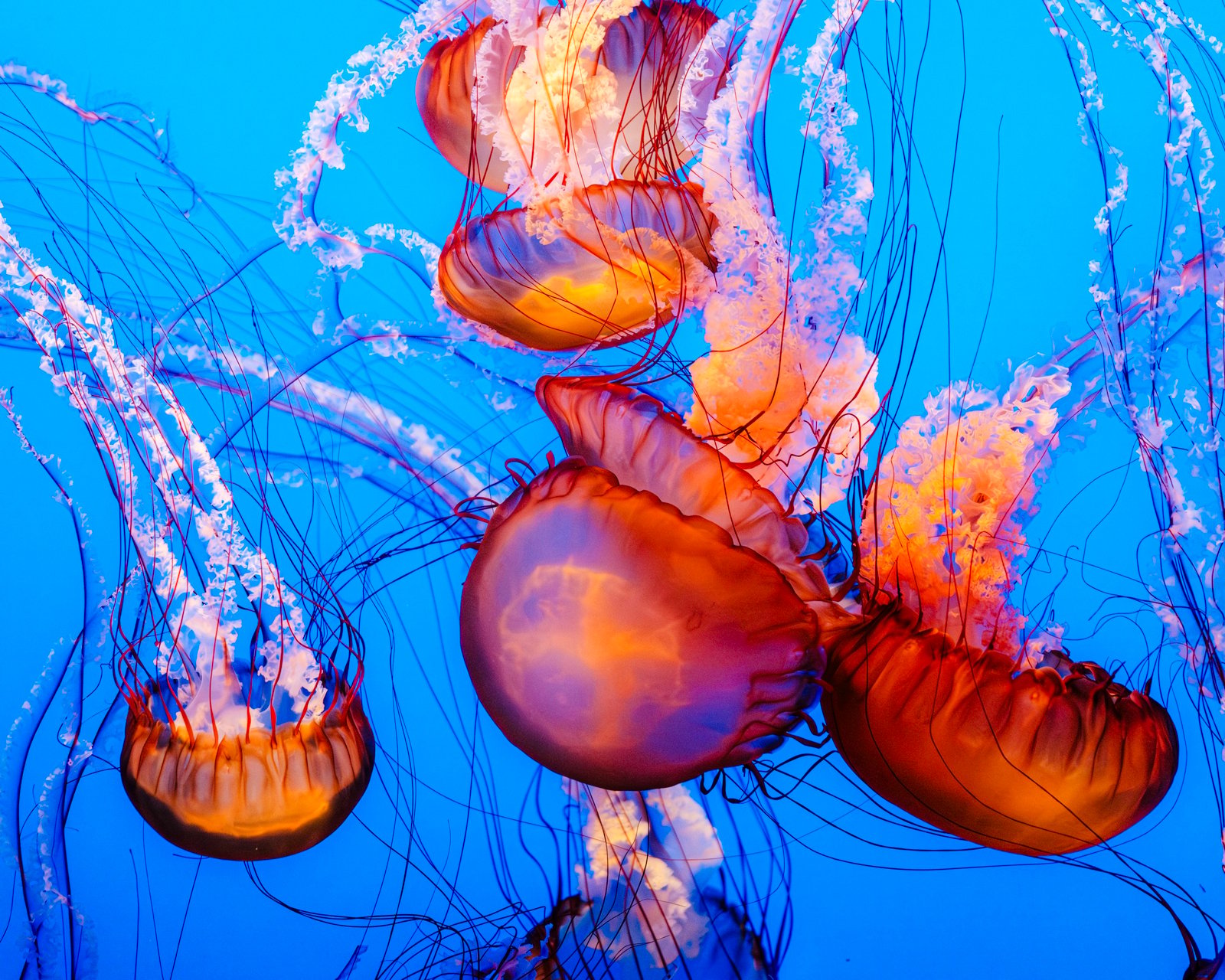 Monterey Bay Aquarium kelp forest tank