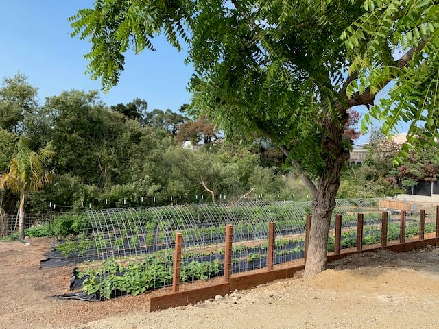 The seasonal organic garden at the owner's spot, with rows of vegetables under a shade tree