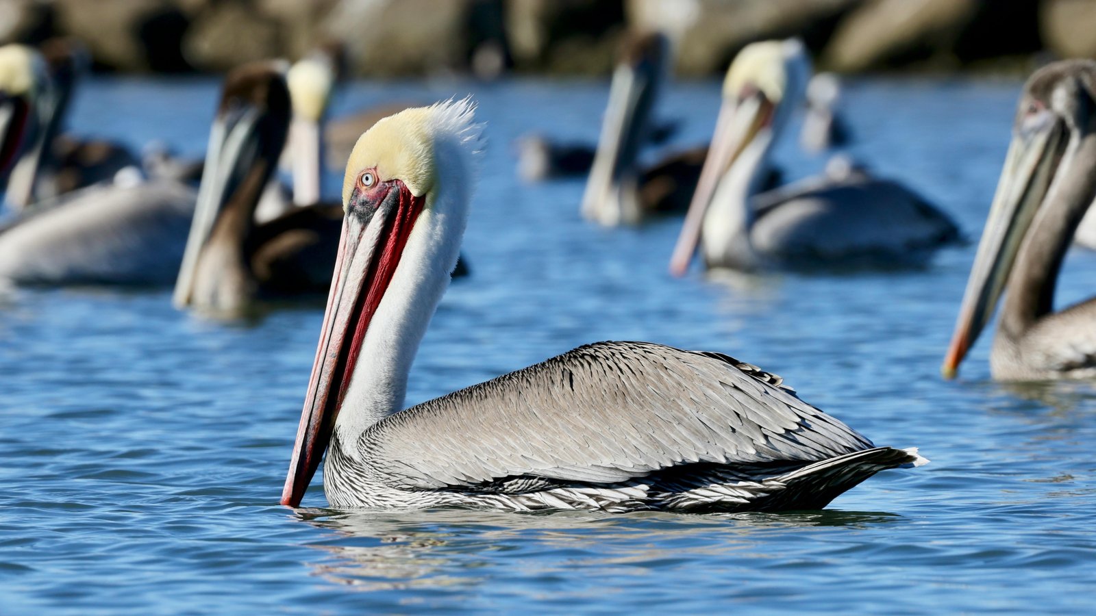 Brown pelicans on Corcoran Lagoon, across the street from Beach RV Pleasure Point