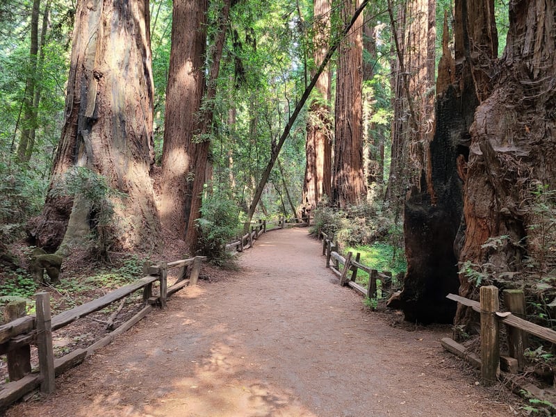 Redwood Forests