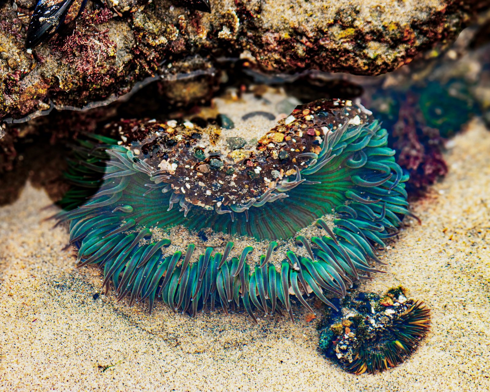 Tidepools at low tide