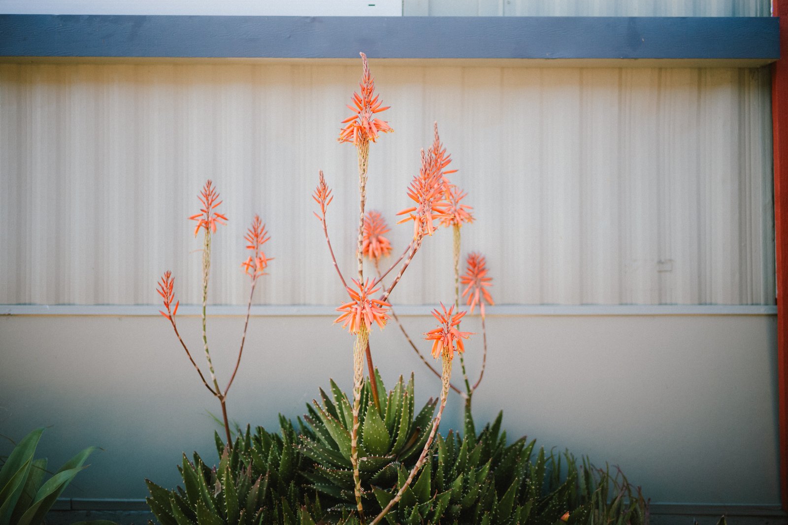 Orange flower spikes rise above a succulent beside a light-colored wall with blue trim.
