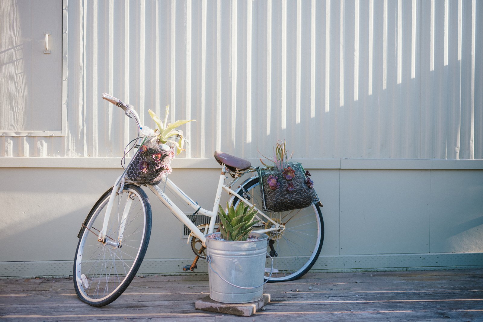 A white bicycle with plant baskets and potted succulents against a white wall at Beach RV Pleasure Point.