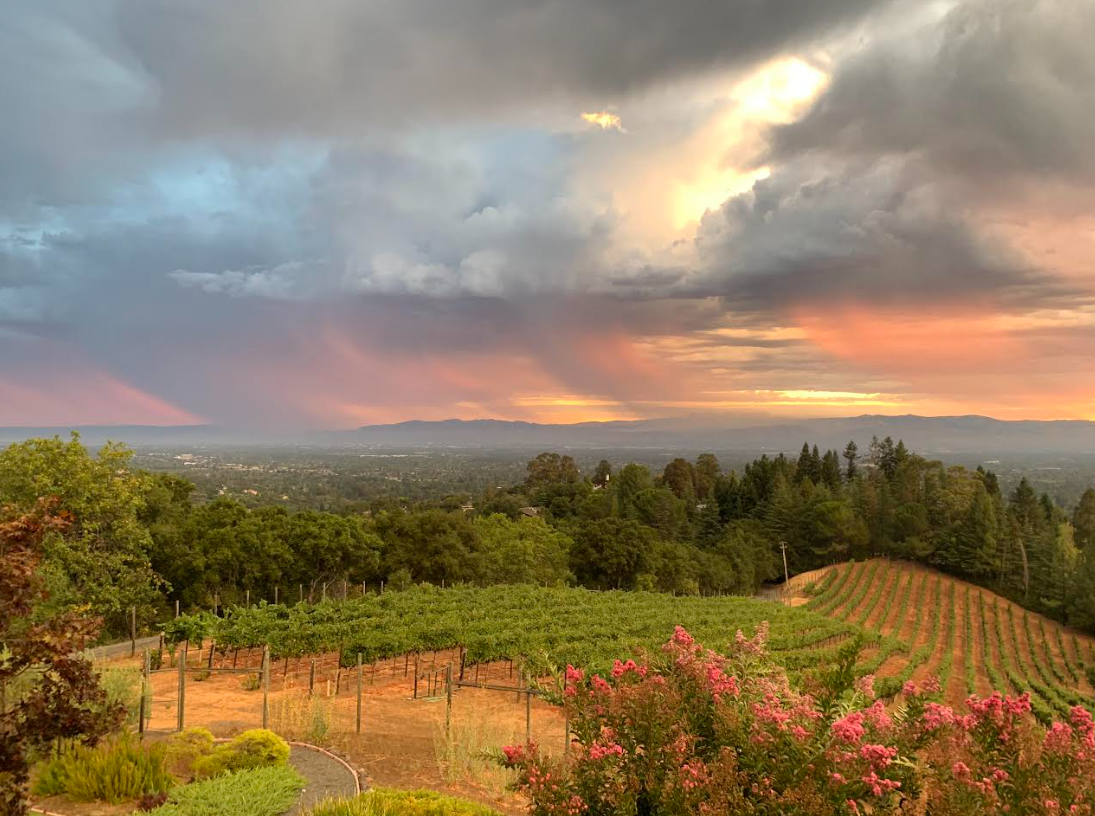 Hilltop vineyard in the Soquel hills