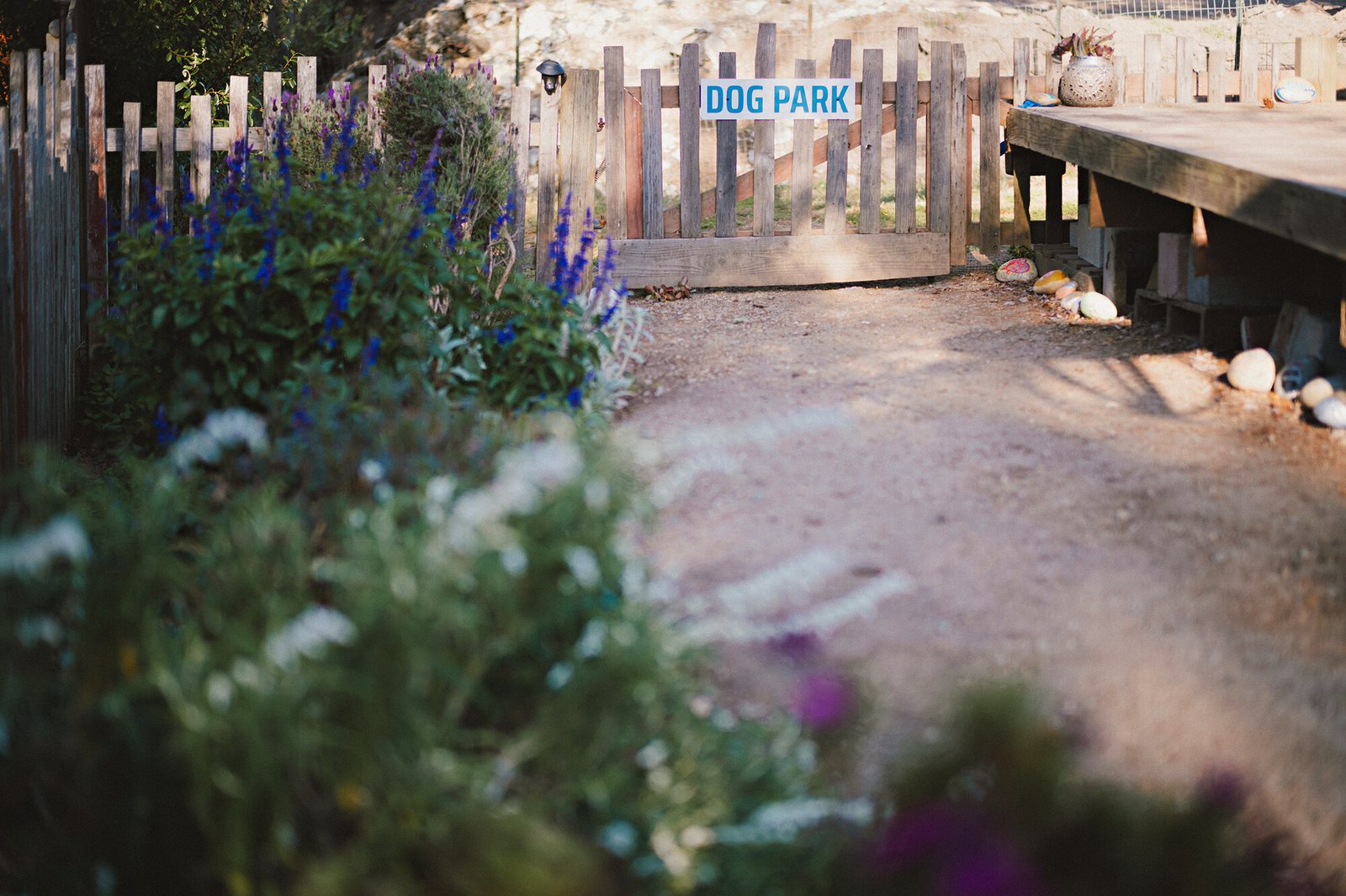 Wildflowers beside the dog park gate at Beach RV Pleasure Point