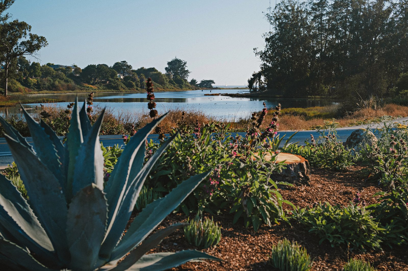 Agave and native planting looking across Corcoran Lagoon from the park