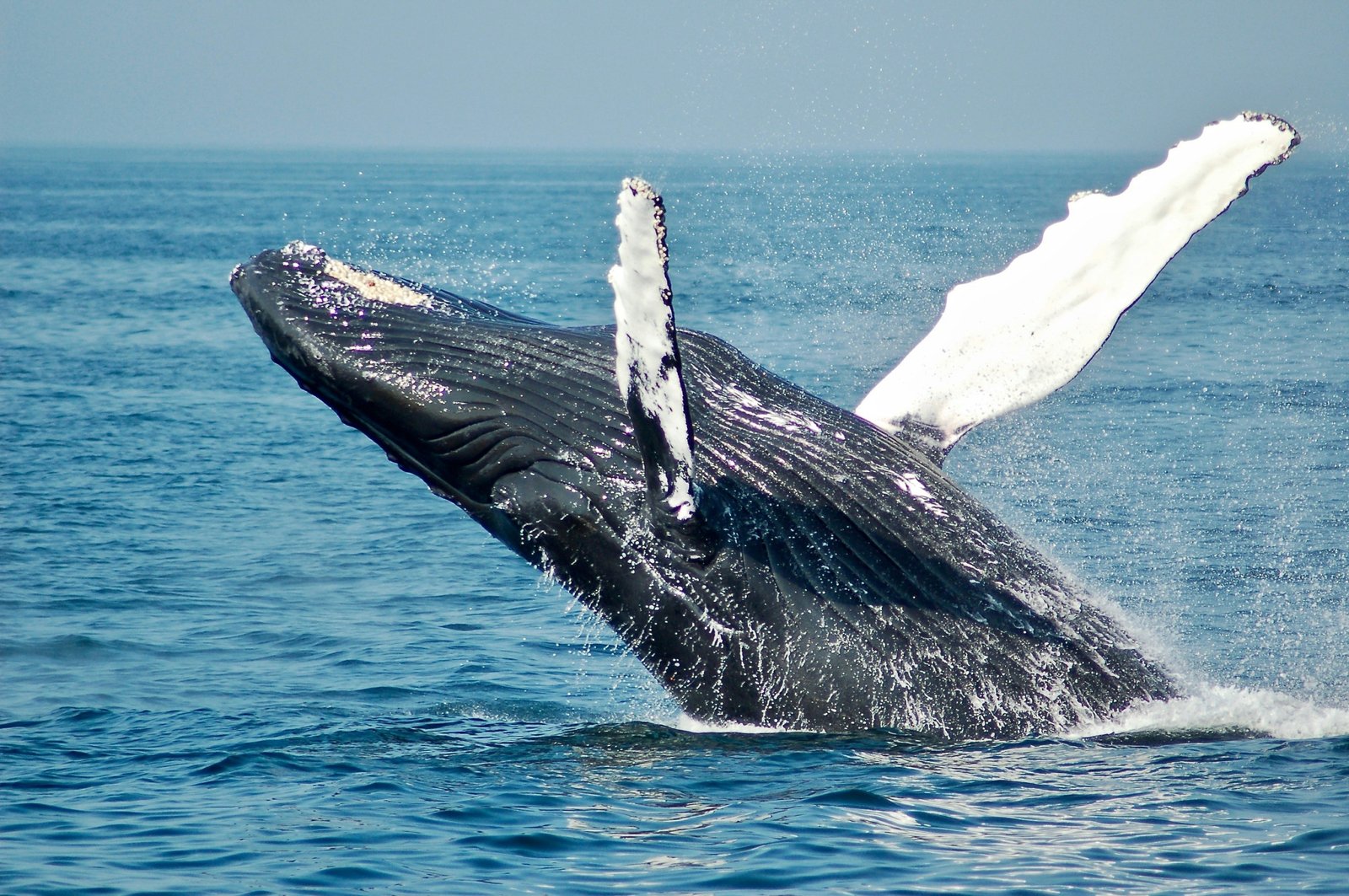 Humpback whale breaching off Monterey Bay