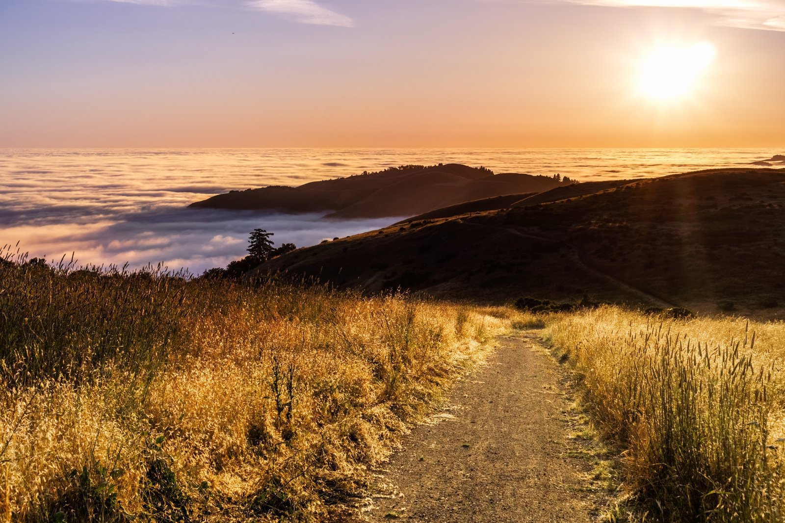 Wilder Ranch coastal terrace trail