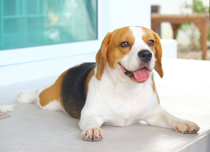 shutterstock_721317823