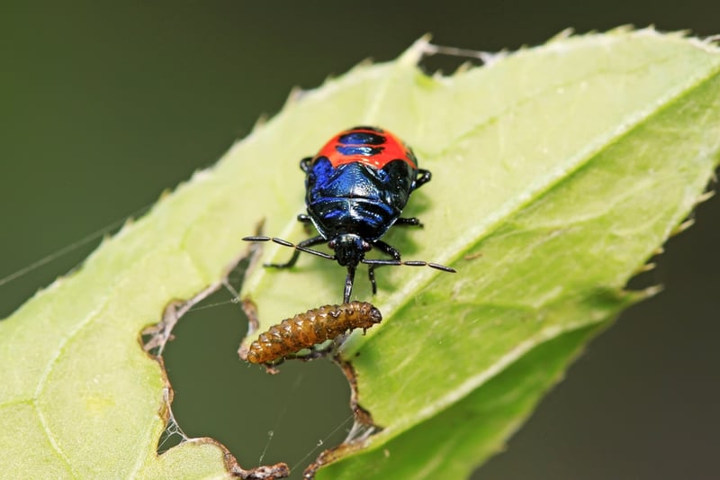 shutterstock_458432911