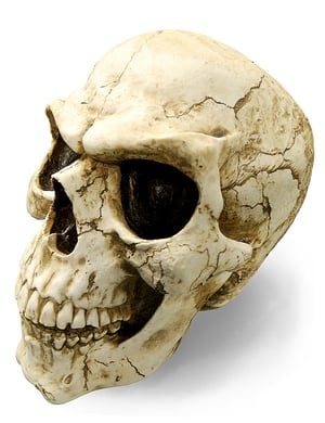 Crâne géant Haägen