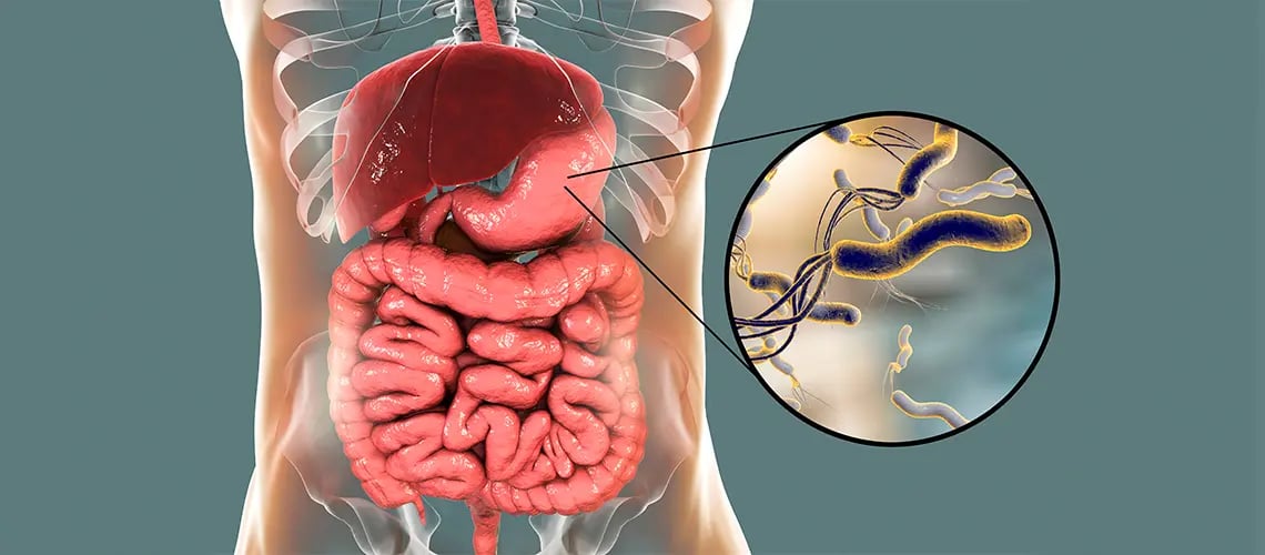 H. pylori bacteria illustration