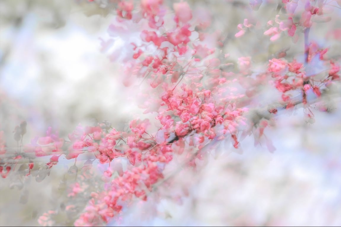 Sleepy Cherry, The Poetry of Nature Series