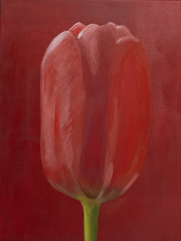 Red Tulip 