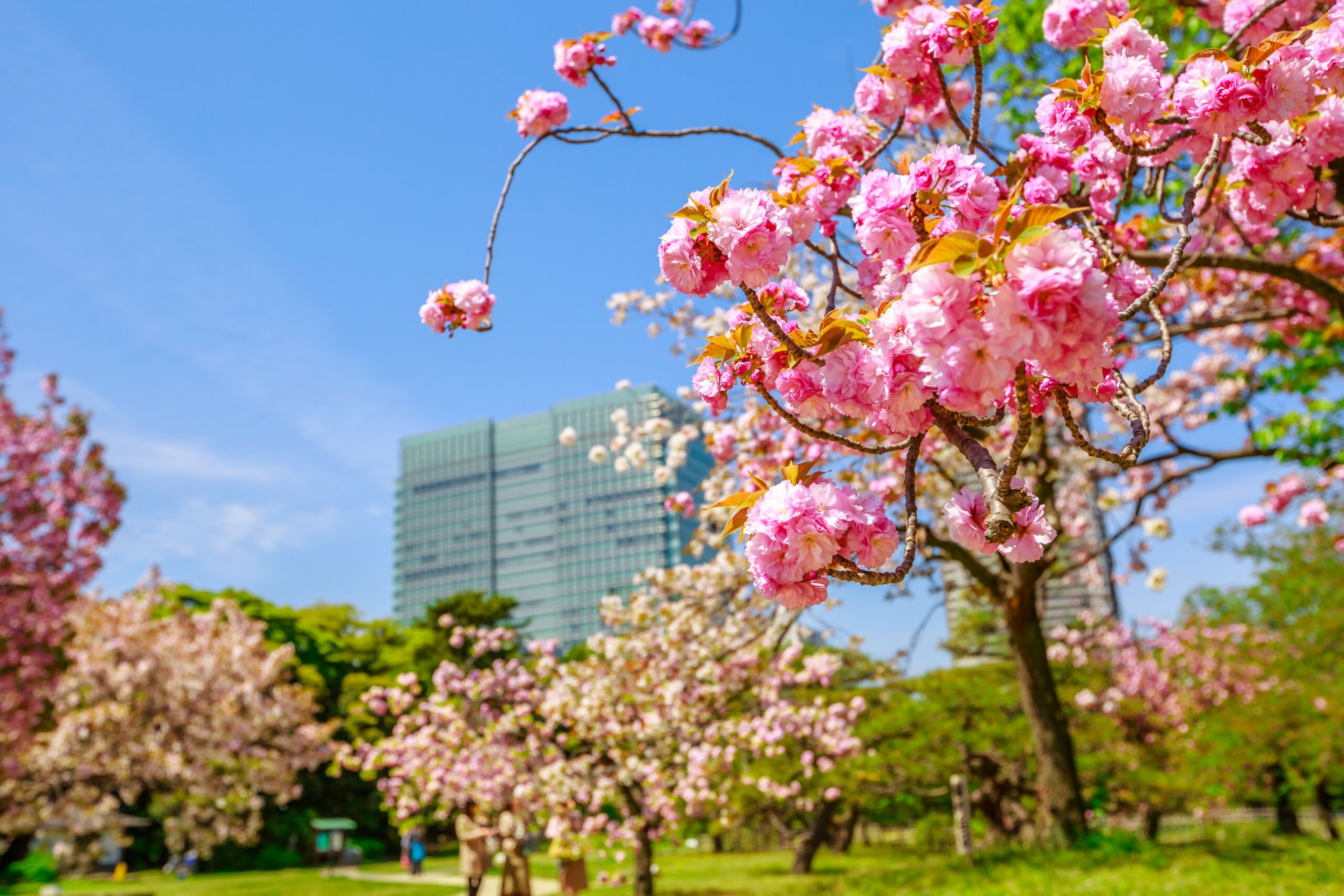 Viral Turis Rusak Pohon Sakura, 5 Hal Ini Tak Boleh Dilakukan di Jepang