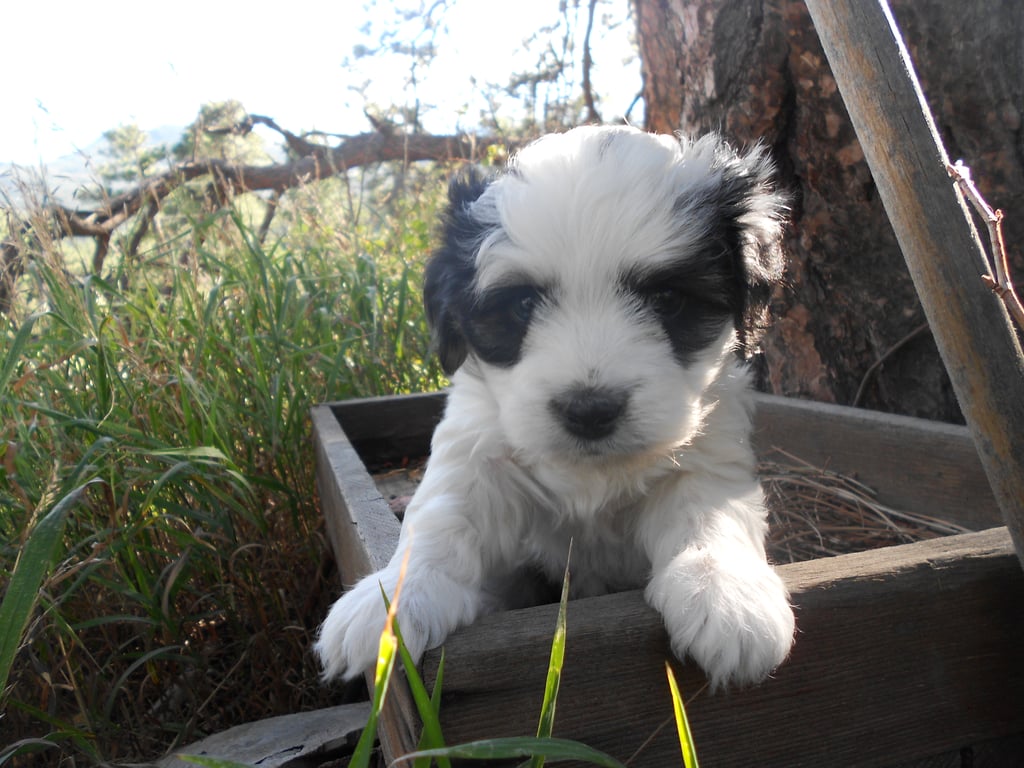 black and whote puppy - six weeks old