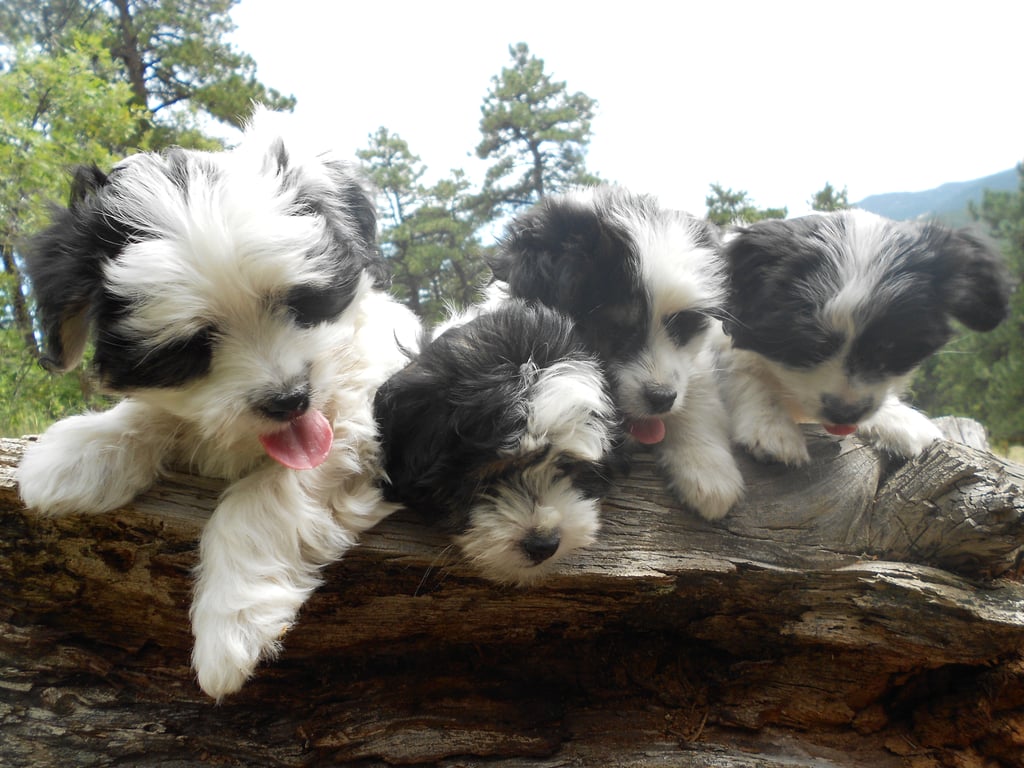 our only litter of all black and white puppies - eight weeks old