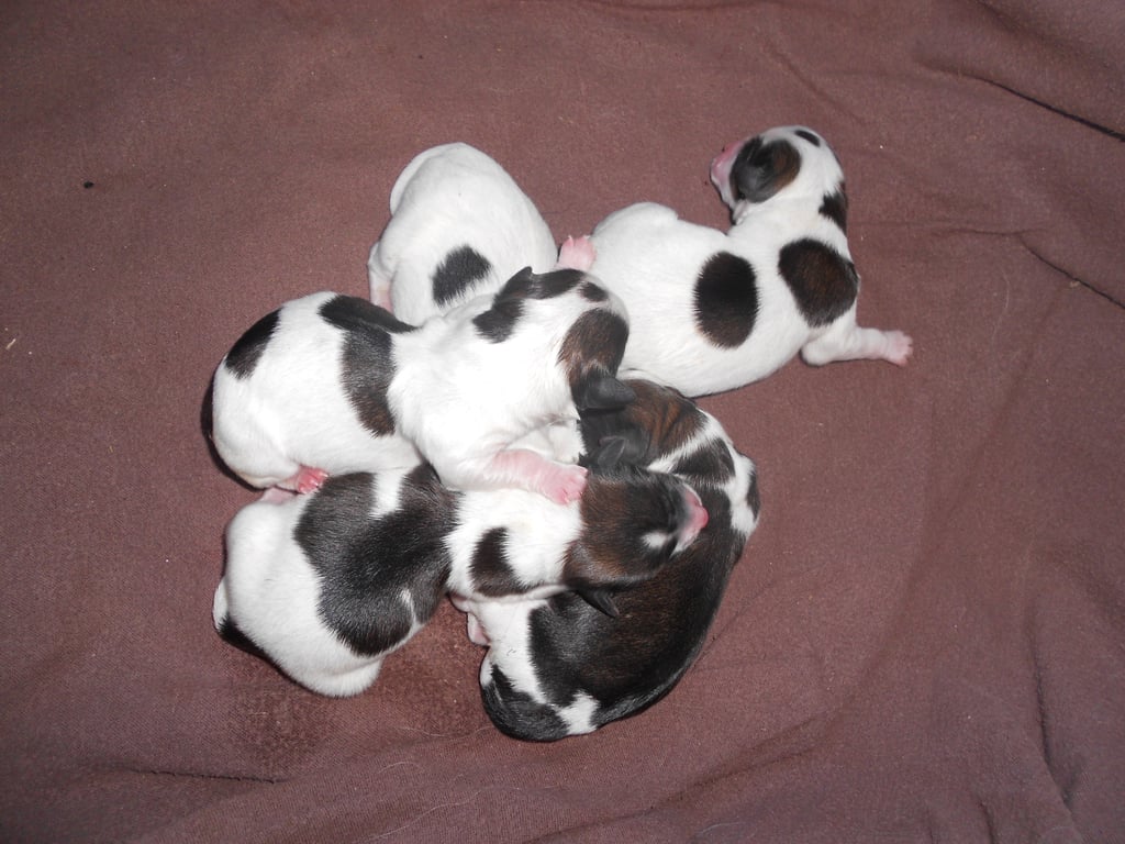 litter of puppies - one week old