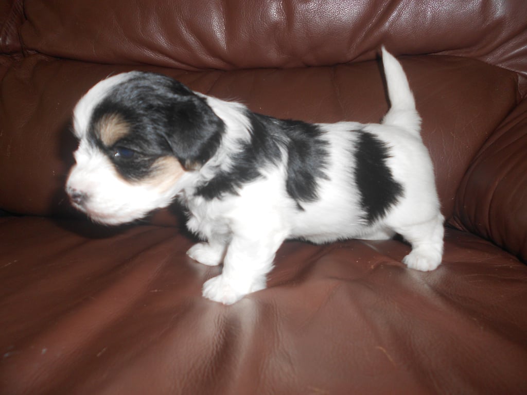 tri-color puppy - three weeks old