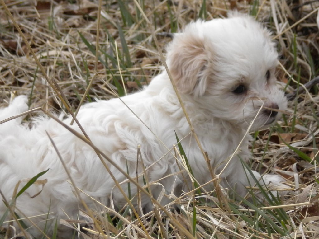 White and ginger puppy - nine weeks old